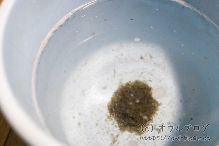 洗濯槽から取れたカビ