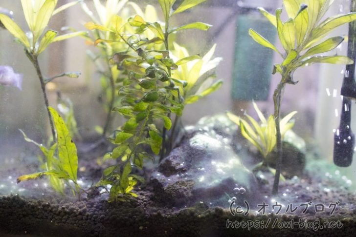 苔リセットを入れる前