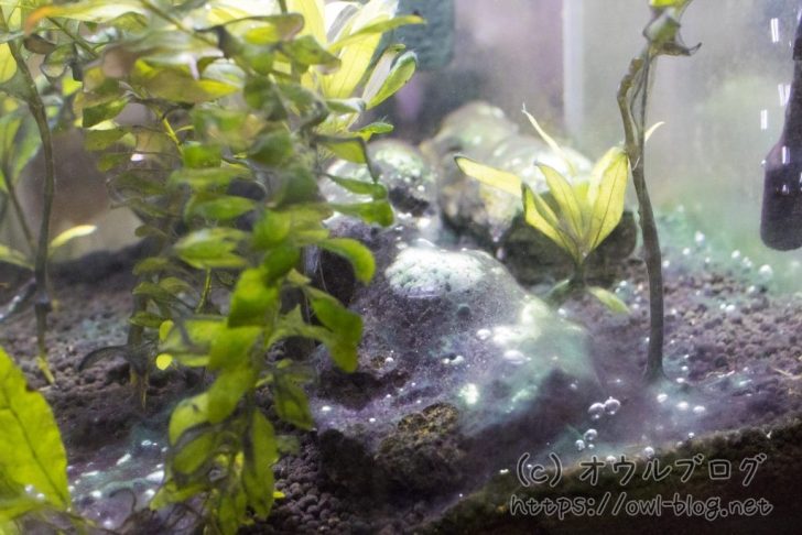 苔リセット投入前の石
