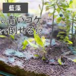 水槽の青いコケ（藍藻）の駆除試してみた！