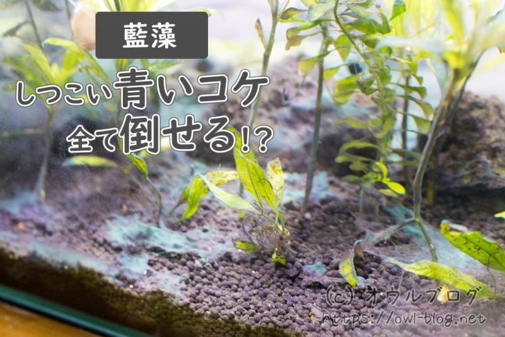 水槽の青いコケ（藍藻）の駆除試してみた！