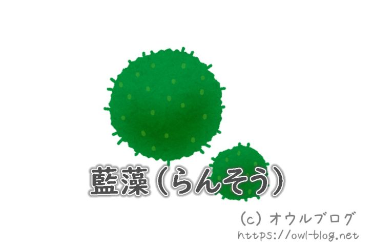 水槽の邪魔な存在、藍藻